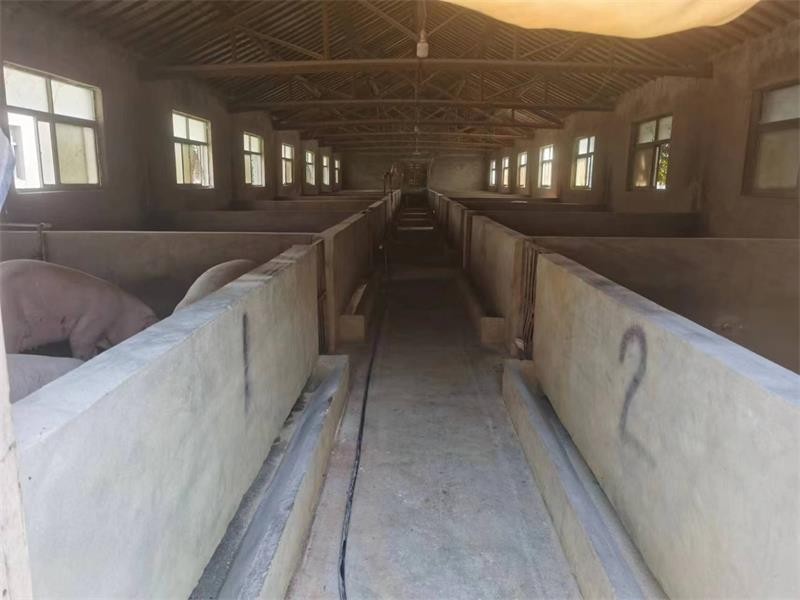 路易兴生物技术助力泰州同青生猪养殖厂解决异味困扰